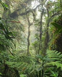 Rainforest in Monteverde Costa Rica  OC