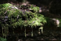 Rainforest moss 