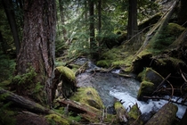 Rainforest on trail to Lindeman Lake Chilliwack BC 