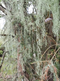 Ramalina menziesii the state lichen of California