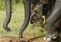 Ramzar a three-month-old Sumatran elephant 