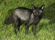Rare Black Fox by Robert Fuller  x