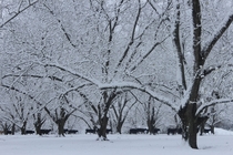 Rare snow day in Mississippi photo taken in a pecan orchard December th 