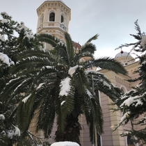 Rare snowfall on the palm trees in Greece