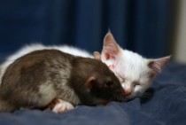 Rat and Kitten 