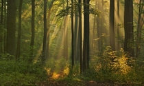 Rays of light in a Polish forest near Zotw  photo by Krzysztof Winiarski