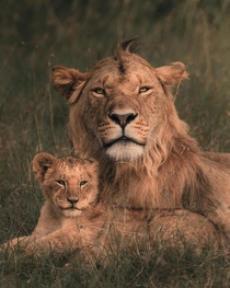Real-life Mufasa and Simba  Masai Mara Kenya  Facts for nerds Panthera Leo family Felidae genus Panthera