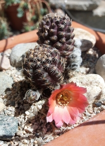Rebutia pygmaea in bloom