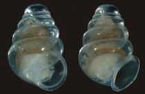 Recently discovered translucent snail - Zospeum tholussum 