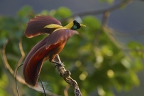 red bird of paradise - new guinea 