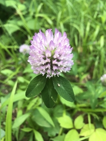 Red Clover - East Coast US