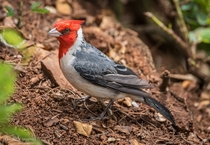 Red-crested cardinal at Kilauea Point NWR 