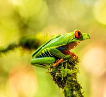 Red-eyed Frog Costa Rica Photo credit to Zdenek Machacek