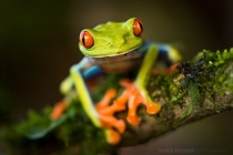 Red-eyed leaf frog by Horia Bogdan 