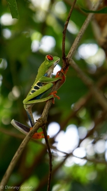 Red-eyed Tree Frog Agalychnis callidryas 