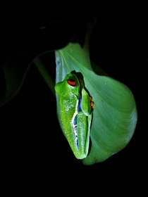 Red eyed tree frog in the cloud rainforest