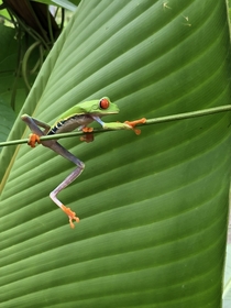 Red Eyed Tree Frog La Fortuna Costa Rica