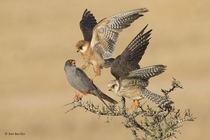 Red-footed Falcons Falco vespertinus are social birds of prey found through Eastern Europe and Asia Amir Ben-Dov