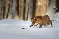Red fox chasing a mouse in the snow Photo credit to Lucia Drietomska