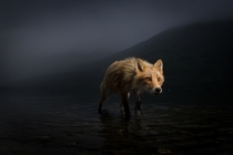 Red Fox on Kodiak Island AK by Jonny Armstrong 