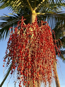 Red Fruit of Archontophoenix cunninghamiana King Palm 