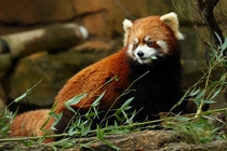 Red Panda Ailurus fulgens 