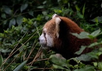 Red Panda Ailurus fulgens Chengdu China 