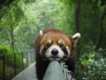 Red Panda in Chengdu China 