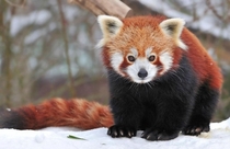 Red panda sitting in the snow x-post from rredpandas 