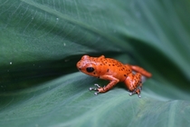Red poison-dart frog 