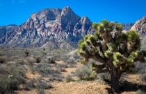 Red Rock Canyon Nevada - Rocks and Joshua Tree 