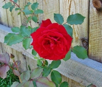 Red rose x