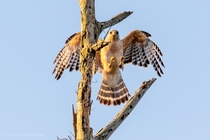 Red shouldered hawk from yesterday morning
