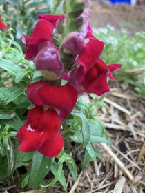 Red snapdragon