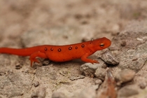 Red Spotted Newt Notophthalmus Viridescens 