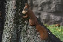 Red squirrel with a walnut Krakow Poland 
