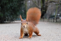 Red Squirrel with pronounced winter ear tufts Dusseldorf x