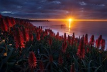 Red Sunset and Flowers location unknown 