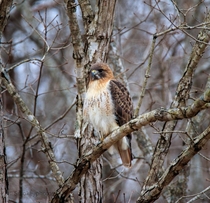 Red-tailed Hawk on the look out