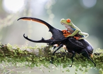 Red Tree Frog rides on the back of a Hercules Beetle in the forest of Costa Rica 