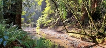 Redwood Creek Muir Woods National Monument 
