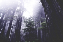 Redwood Forest N California 
