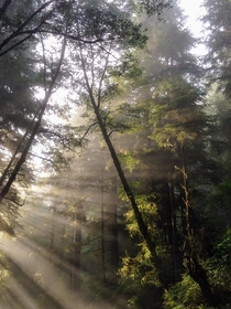 Redwood National Forest  IG endearingjourney