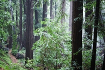Redwoods after rain shower Woodside CA 