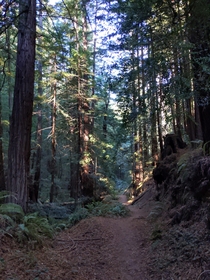Redwoods hidden in San Mateo County CA 