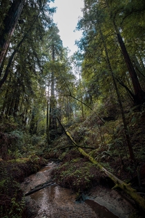 Redwoods in California 