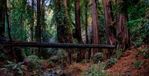 Redwoods in Mt Tamalpais State Park CA 
