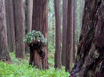 Redwoods OC 