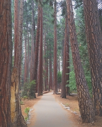 Redwoods of Yosemite 