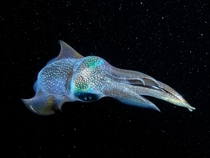 Reef squid on a night dive Sepioteuthis sepioidea 